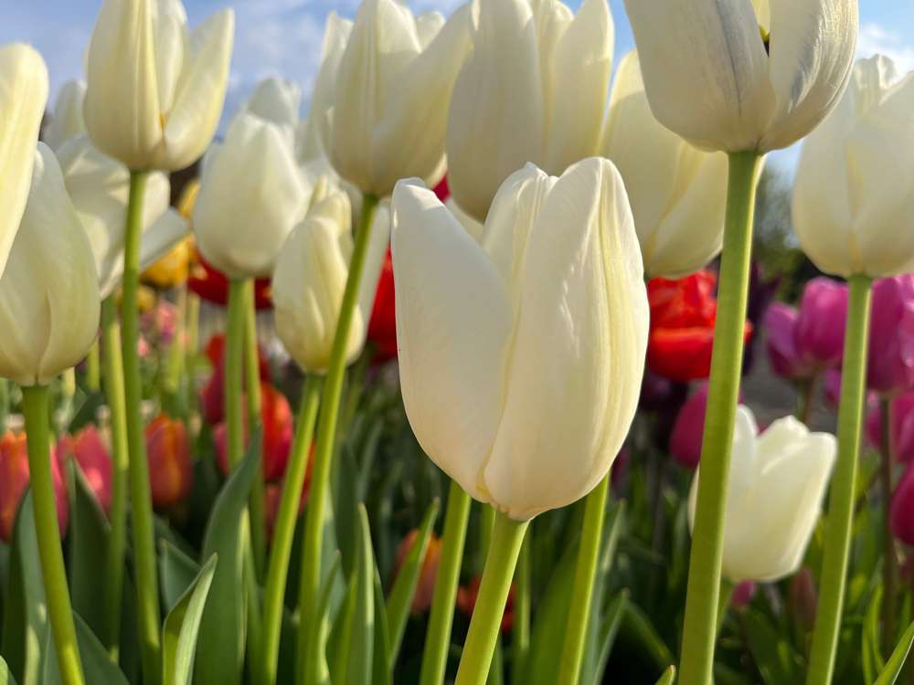 Tulpan 'Ivory Floradale'